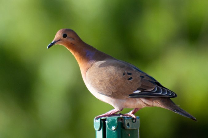 Photo (4): Zenaida Dove
