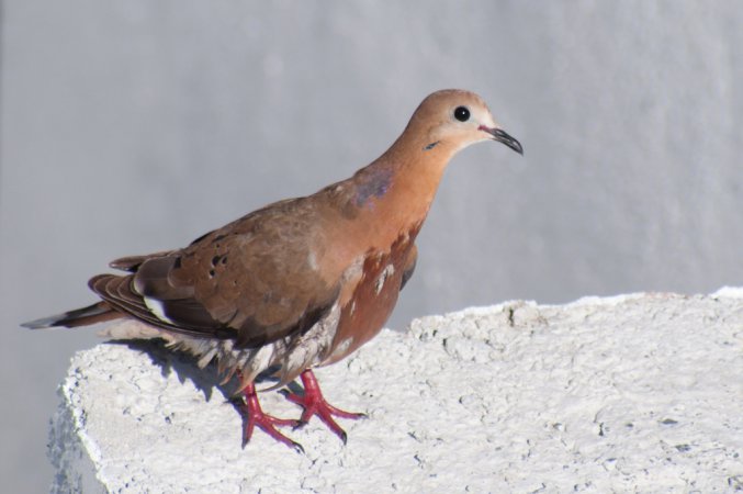 Photo (6): Zenaida Dove