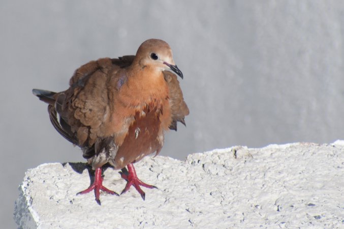 Photo (3): Zenaida Dove