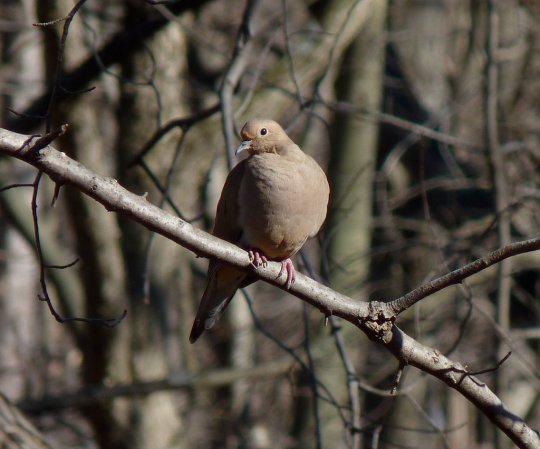 Photo (9): Mourning Dove