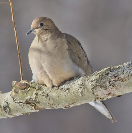 Photo (4): Mourning Dove