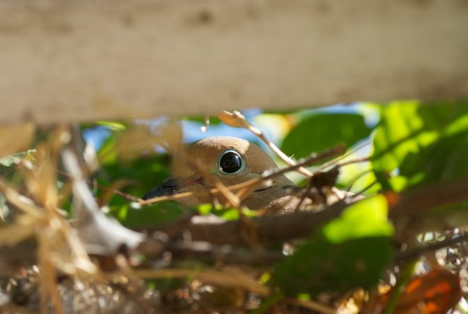 Photo (18): Mourning Dove