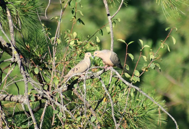 Photo (12): Mourning Dove