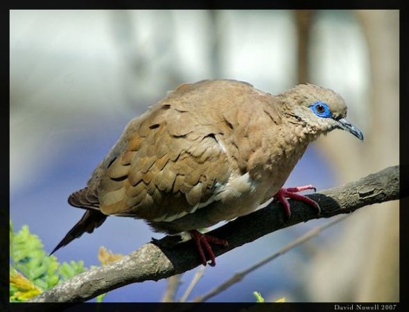 Photo (8): White-winged Dove