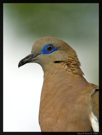 Photo (4): White-winged Dove