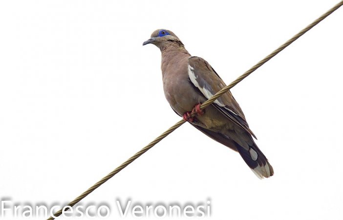 Photo (6): White-winged Dove