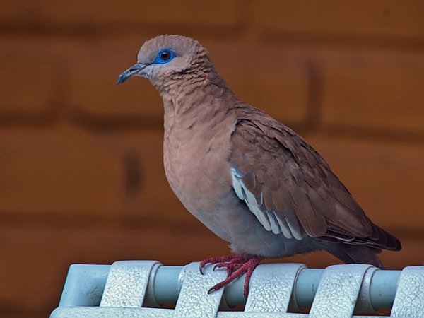Photo (2): White-winged Dove