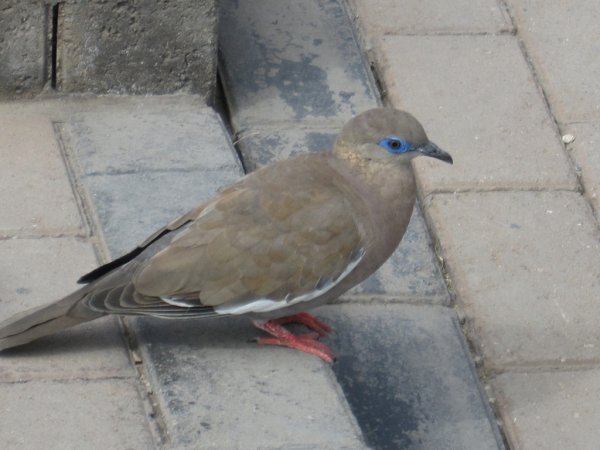 Photo (10): White-winged Dove