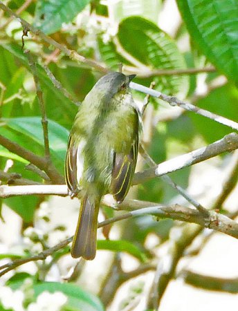 Photo (5): Paltry Tyrannulet