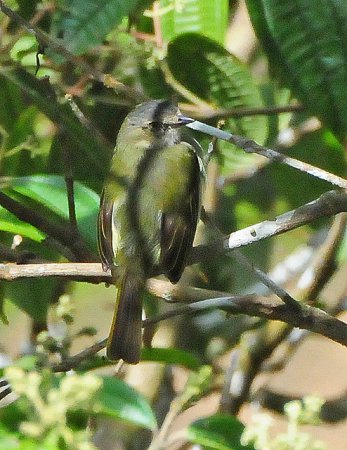 Photo (6): Paltry Tyrannulet