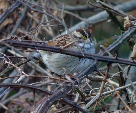 Photo (17): White-throated Sparrow