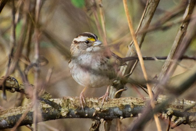 Photo (9): White-throated Sparrow