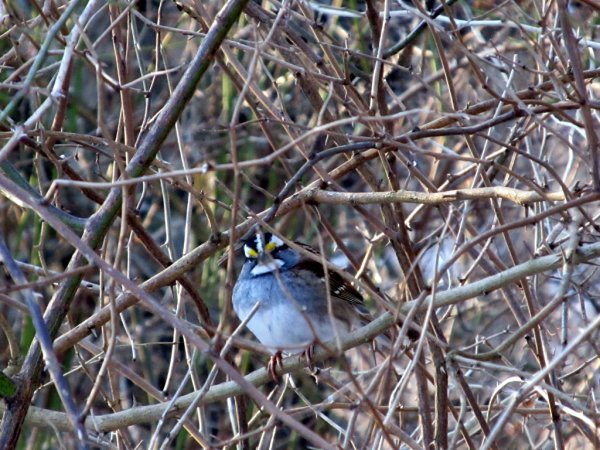 Photo (22): White-throated Sparrow