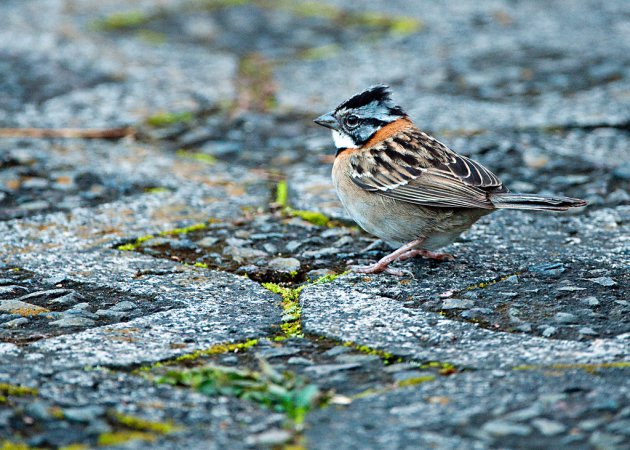 Photo (3): Rufous-collared Sparrow