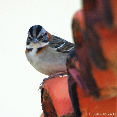 Photo (6): Rufous-collared Sparrow