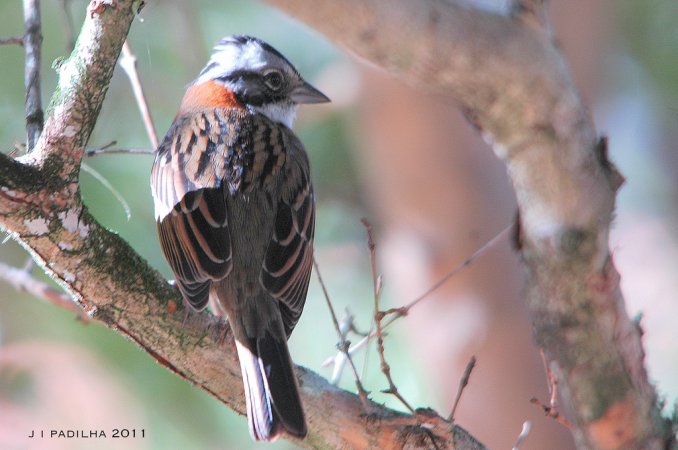 Photo (19): Rufous-collared Sparrow
