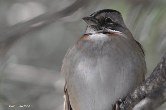 Photo (13): Rufous-collared Sparrow