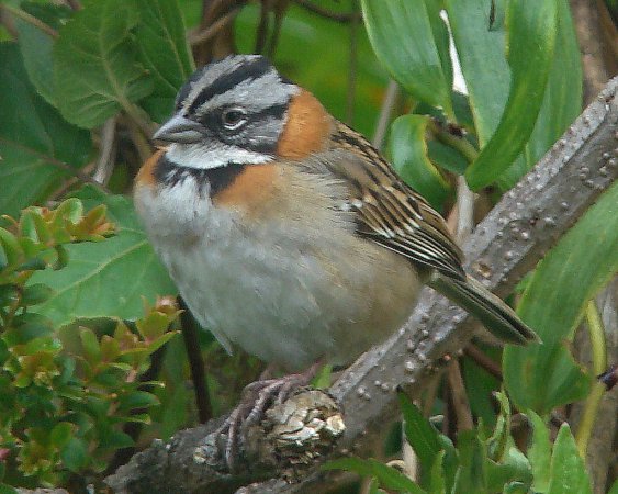 Photo (4): Rufous-collared Sparrow