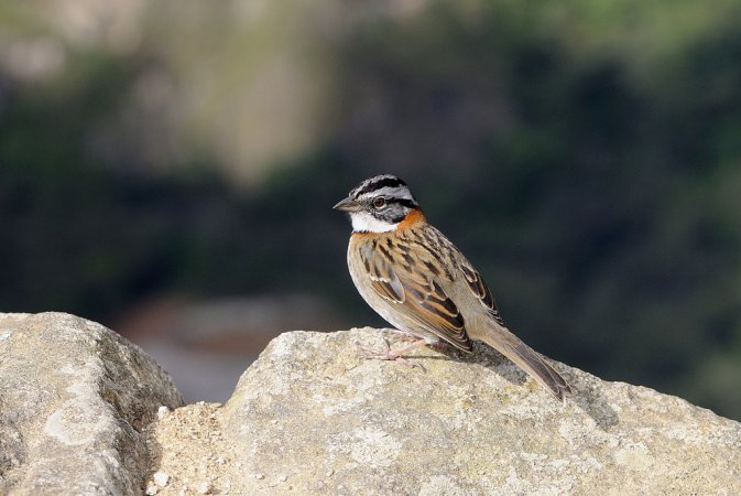 Photo (7): Rufous-collared Sparrow