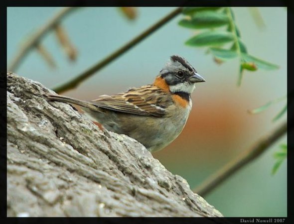 Photo (12): Rufous-collared Sparrow