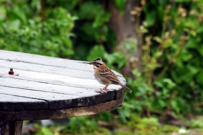 Photo (18): Rufous-collared Sparrow