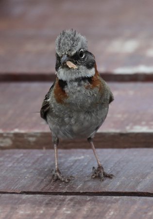 Photo (17): Rufous-collared Sparrow