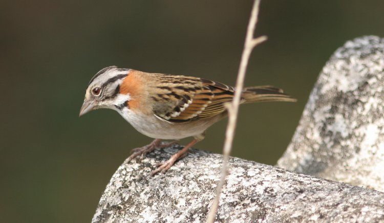 Photo (16): Rufous-collared Sparrow