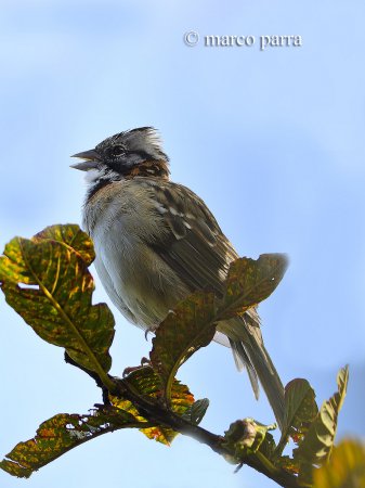 Photo (9): Rufous-collared Sparrow