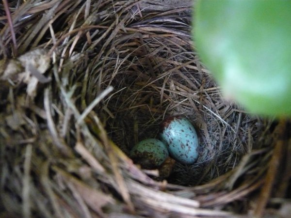 Photo (11): Rufous-collared Sparrow