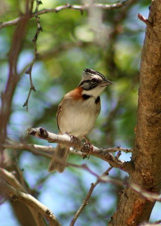 Photo (14): Rufous-collared Sparrow
