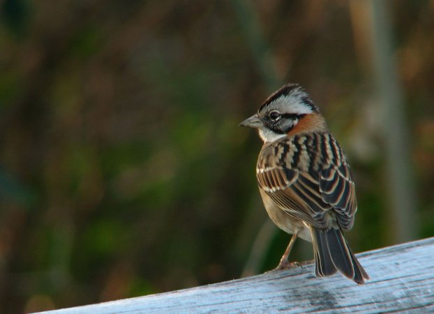Photo (10): Rufous-collared Sparrow