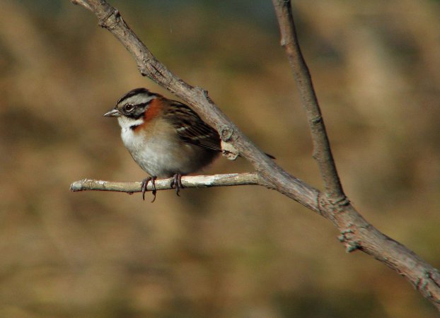 Photo (15): Rufous-collared Sparrow
