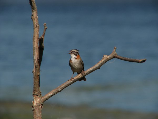 Photo (8): Rufous-collared Sparrow