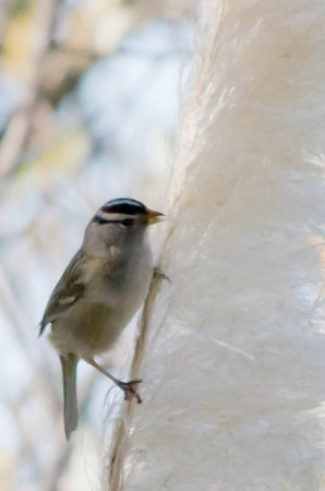 Photo (19): White-crowned Sparrow