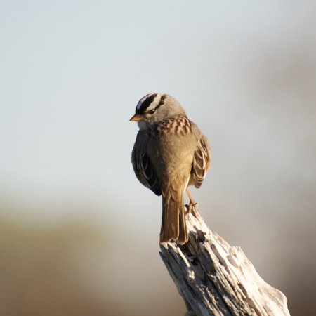 Photo (11): White-crowned Sparrow