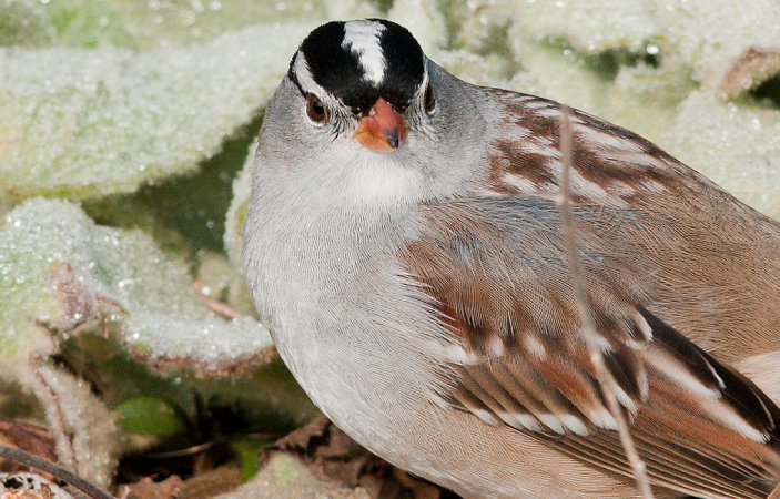 Photo (9): White-crowned Sparrow