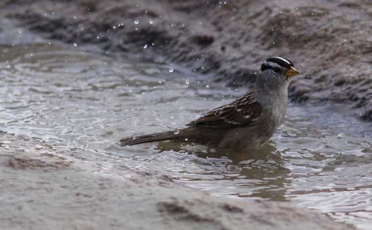Photo (4): White-crowned Sparrow