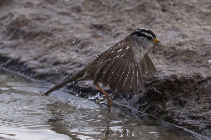 Photo (6): White-crowned Sparrow