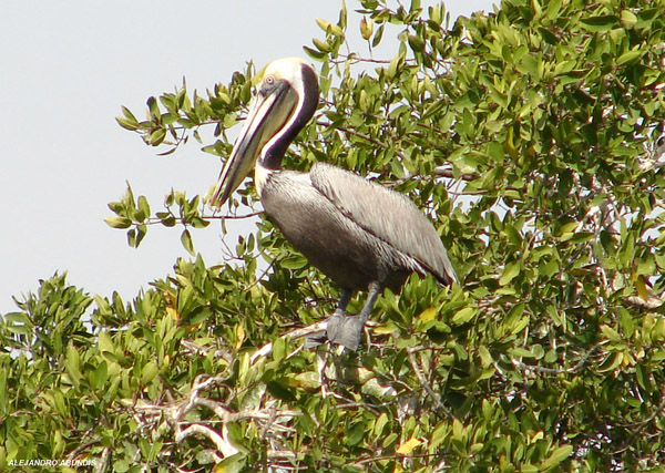 Photo (10): Brown Pelican