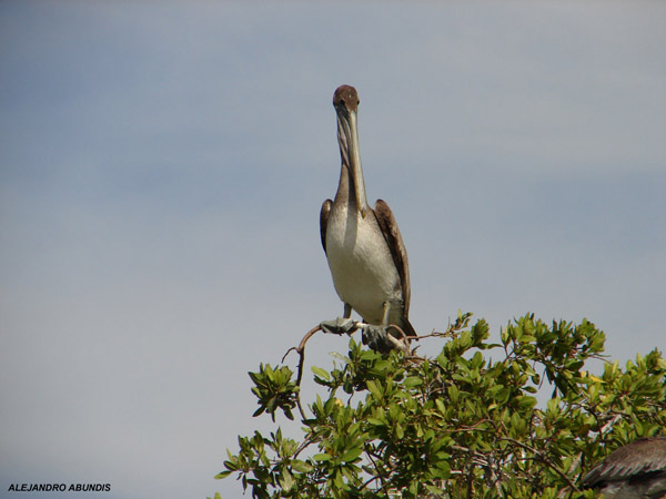 Photo (20): Brown Pelican