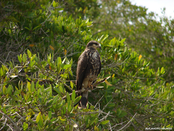 Photo (23): Snail Kite