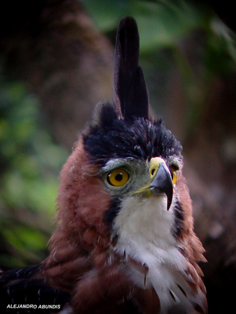 Photo (2): Ornate Hawk-Eagle