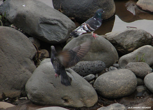 Photo (8): Rock Pigeon