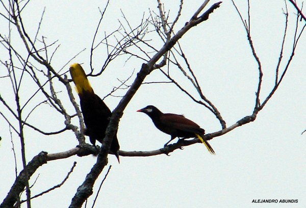 Photo (10): Montezuma Oropendola