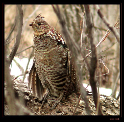 Photo (2): Ruffed Grouse