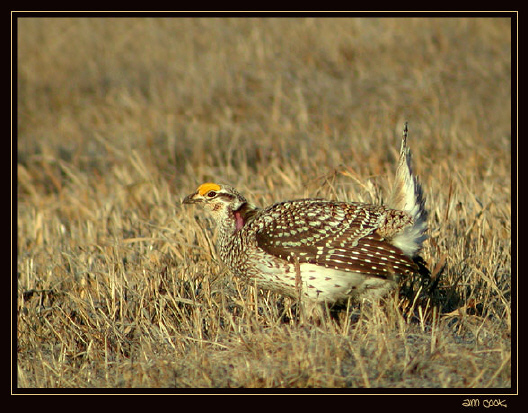 Photo (5): Sharp-tailed Grouse