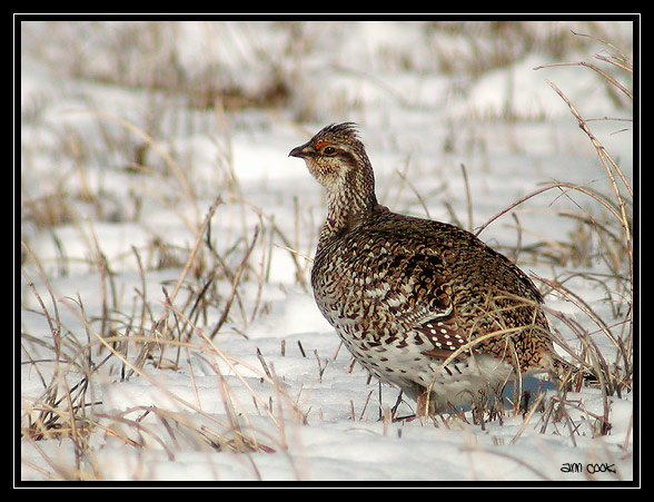 Photo (2): Sharp-tailed Grouse