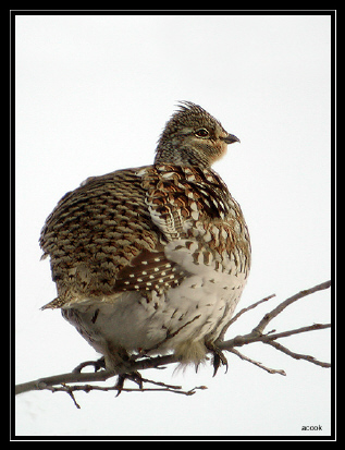 Photo (4): Sharp-tailed Grouse