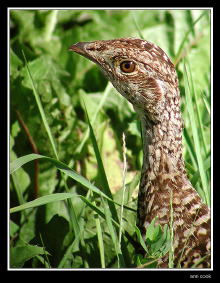 Photo (7): Sharp-tailed Grouse