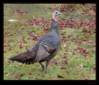 Photo (4): Wild Turkey